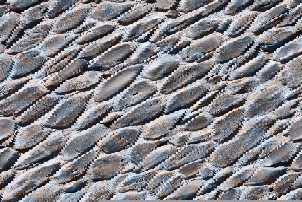 Similar – Foto Bild Mauerblättchen Pflanze