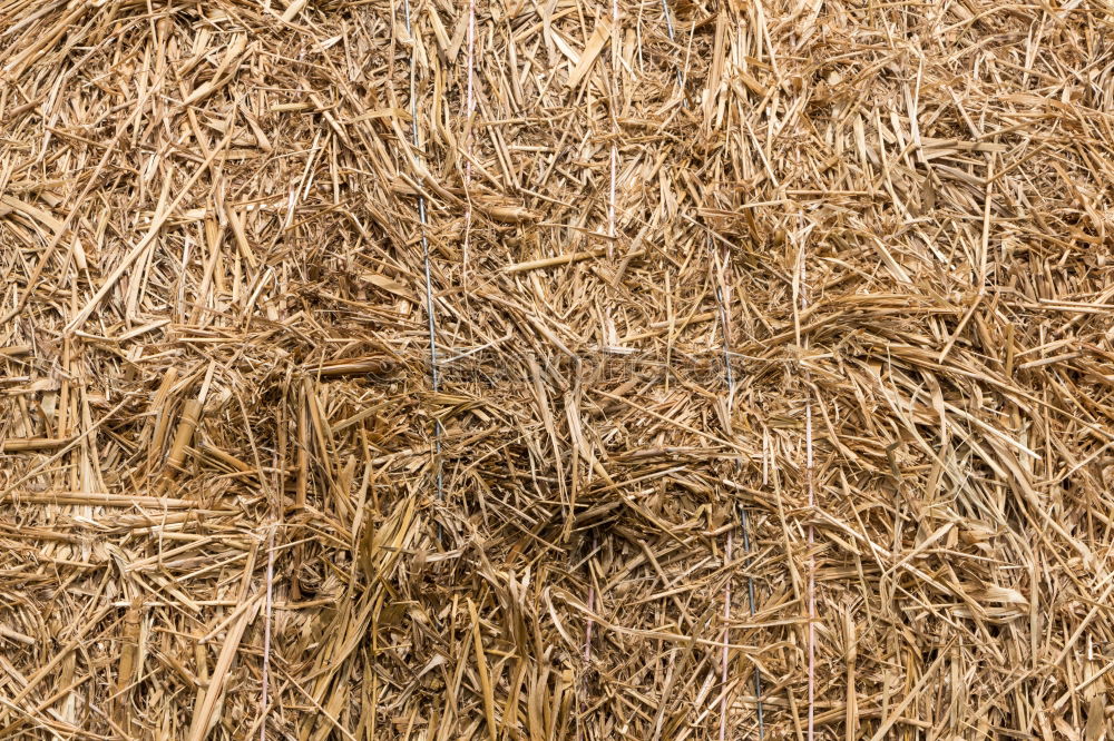 Similar – Straw Background Nature