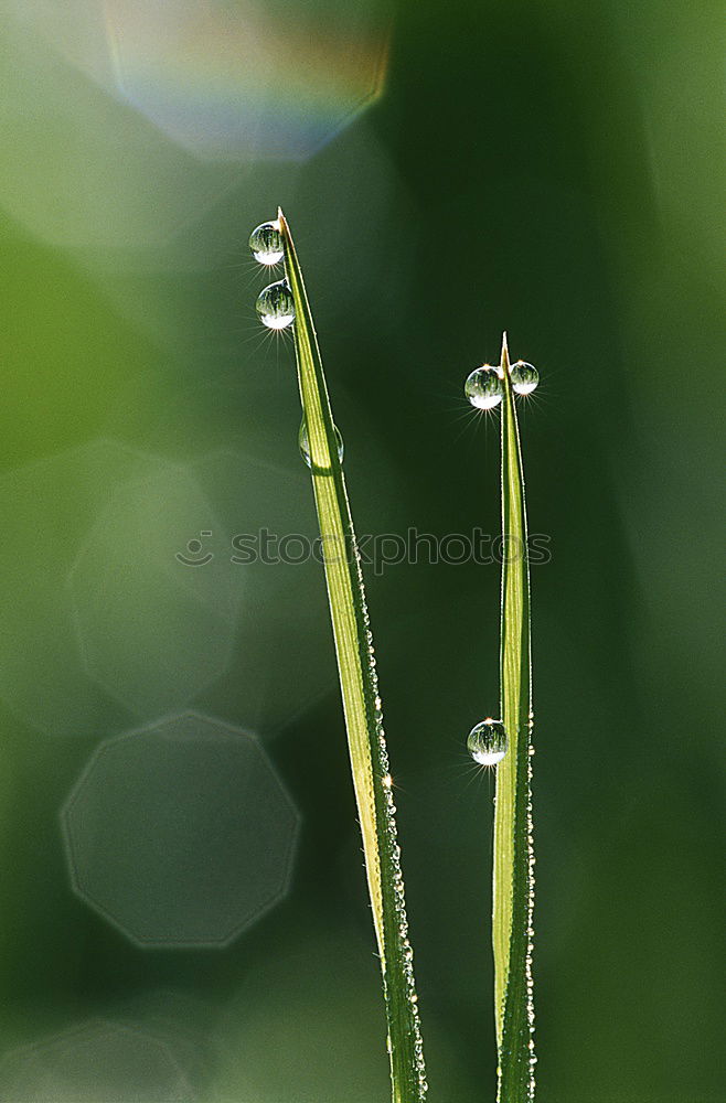 Image, Stock Photo Barberry with raindrops