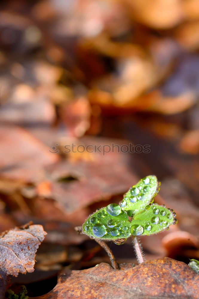 Similar – Image, Stock Photo in twos Toad migration