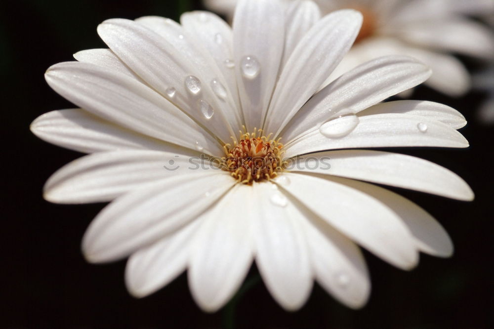 Similar – Für die Hochzeit :-) Blume