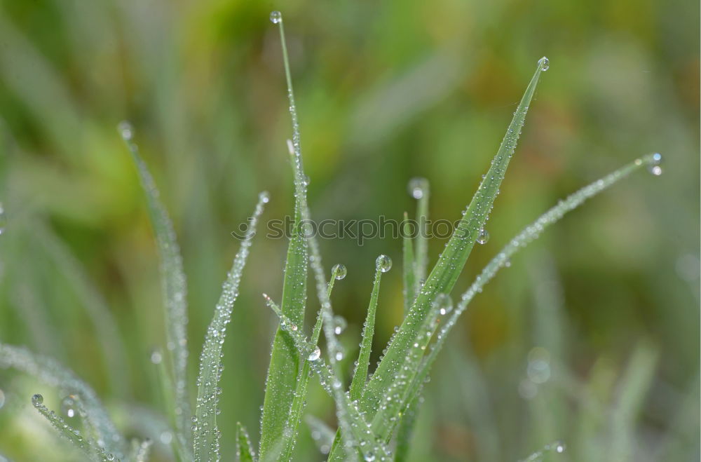 Similar – thyme Nature Landscape