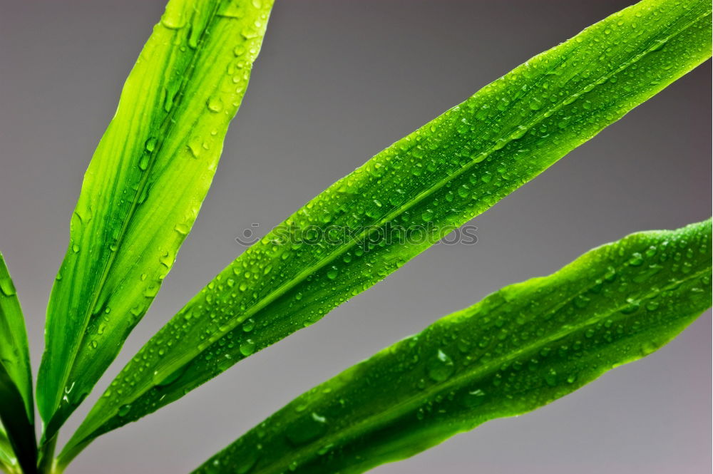 Similar – Chlorophyll on ice Green