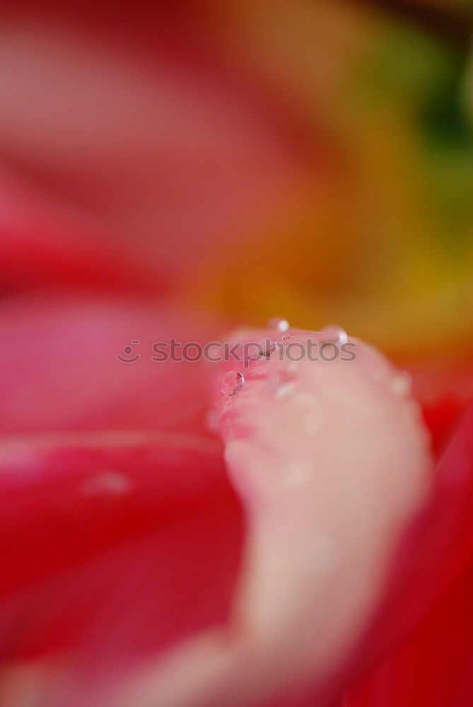 Similar – lily Plant Summer Flower