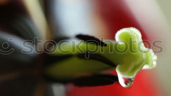 Similar – Foto Bild little acer 2 Ahorn
