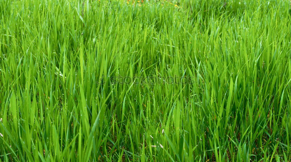 Similar – Image, Stock Photo weedkiller Paddy field