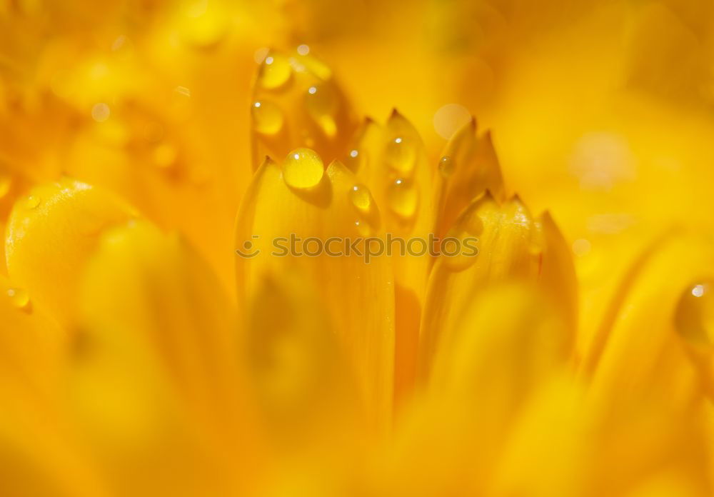 Similar – Image, Stock Photo Macro honey bee emerges after yellow pollen on sunflower