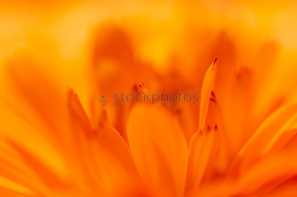 Similar – Orange Blüte braun Blume