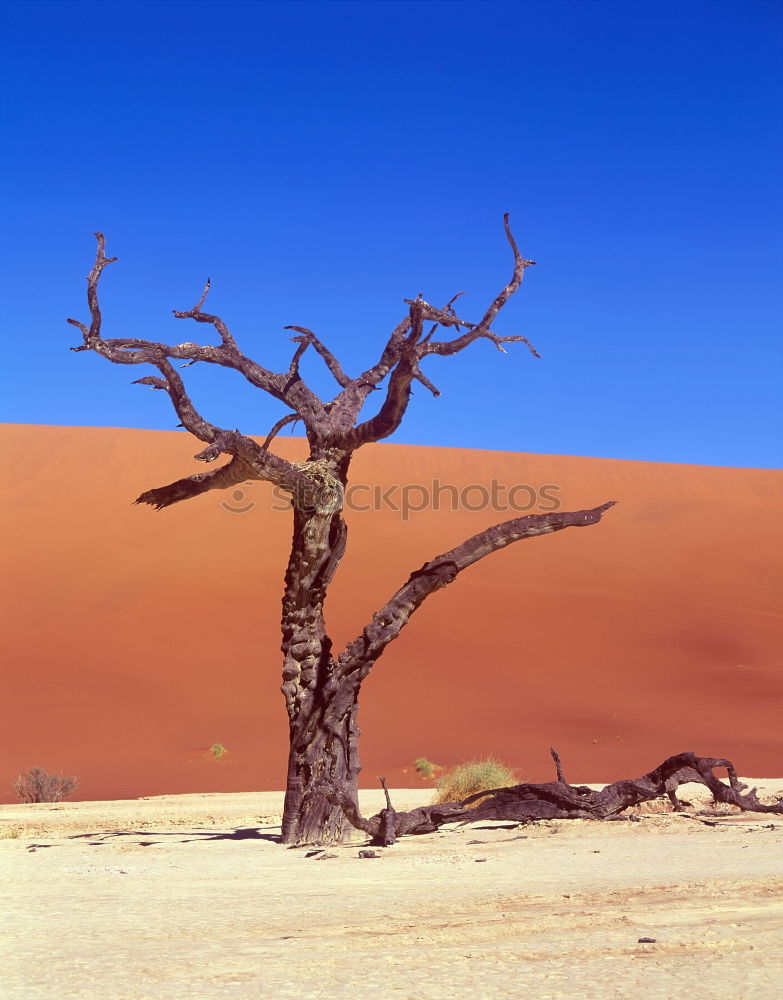 Similar – dead vlei.