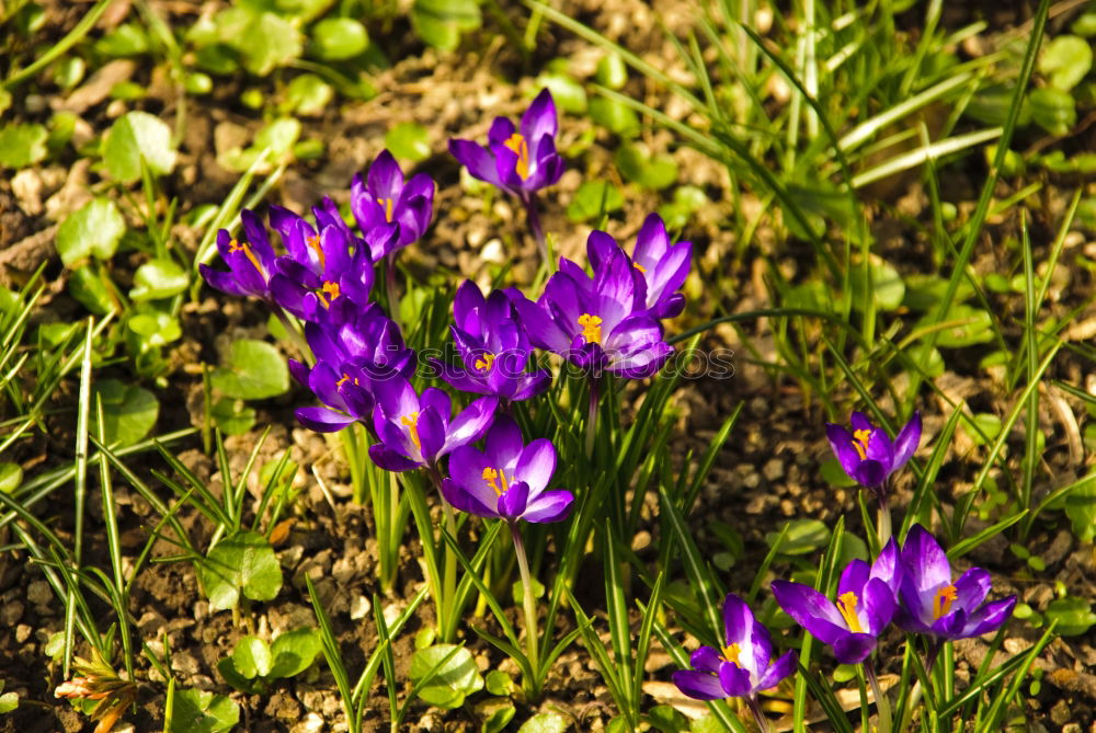 Similar – Foto Bild Krokuswiese Krokusse