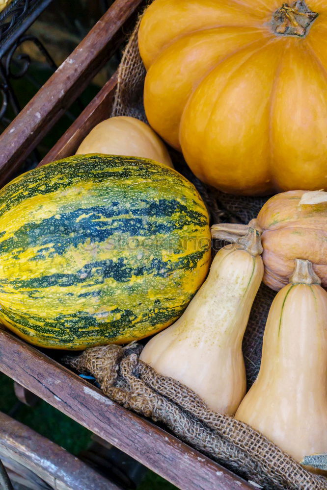 Similar – Pumpkins on the market