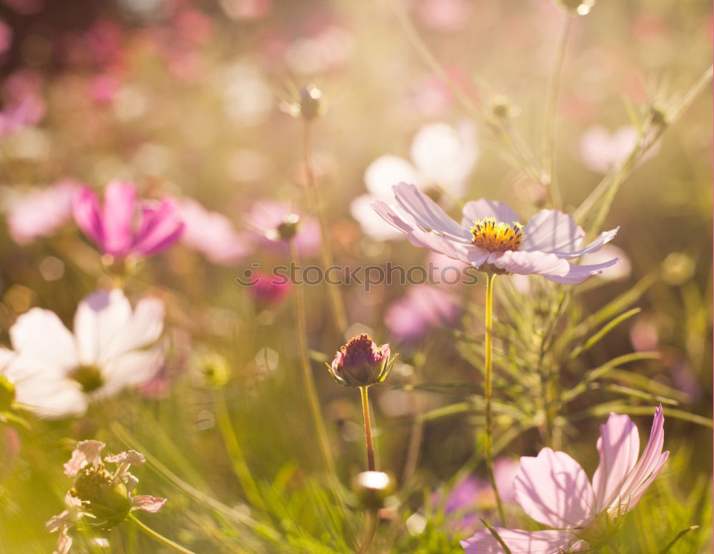 Similar – Foto Bild blühende Wiesenblumen im Juli