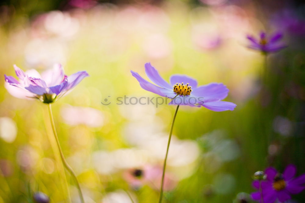 Similar – Image, Stock Photo loner Environment Nature