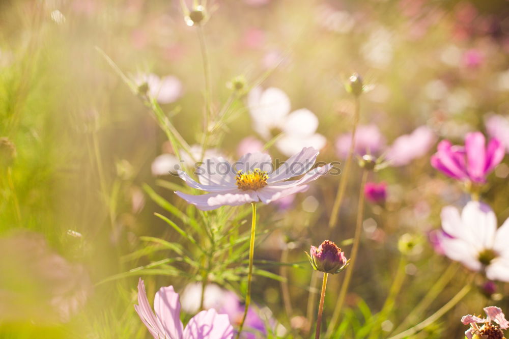 Similar – Foto Bild blühende Wiesenblumen im Juli