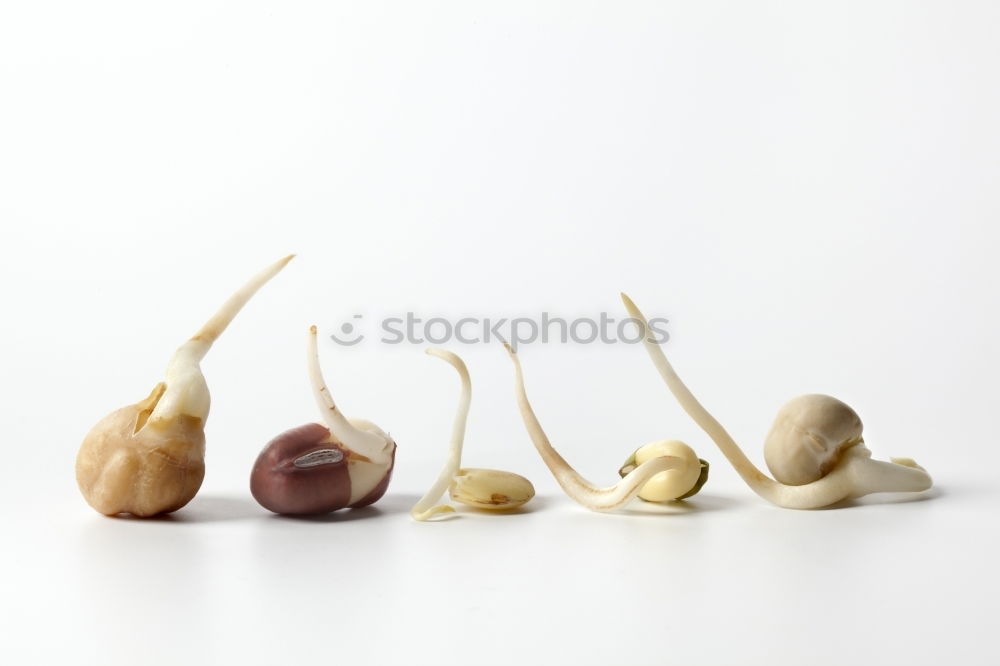 Similar – Jammy garlic row on purple