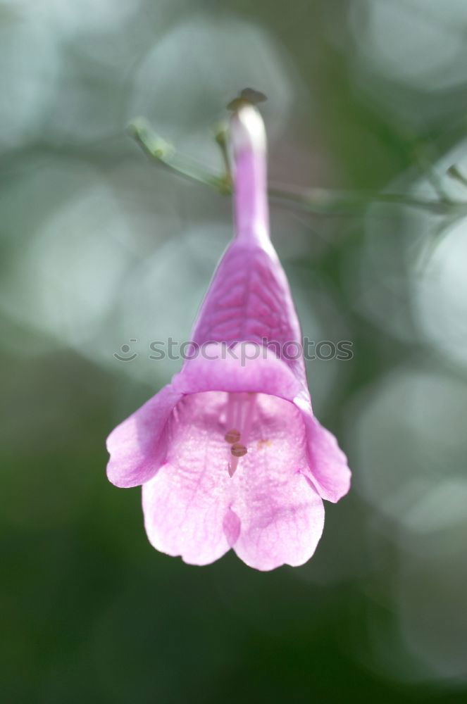 Similar – Image, Stock Photo tulip Nature Plant Spring