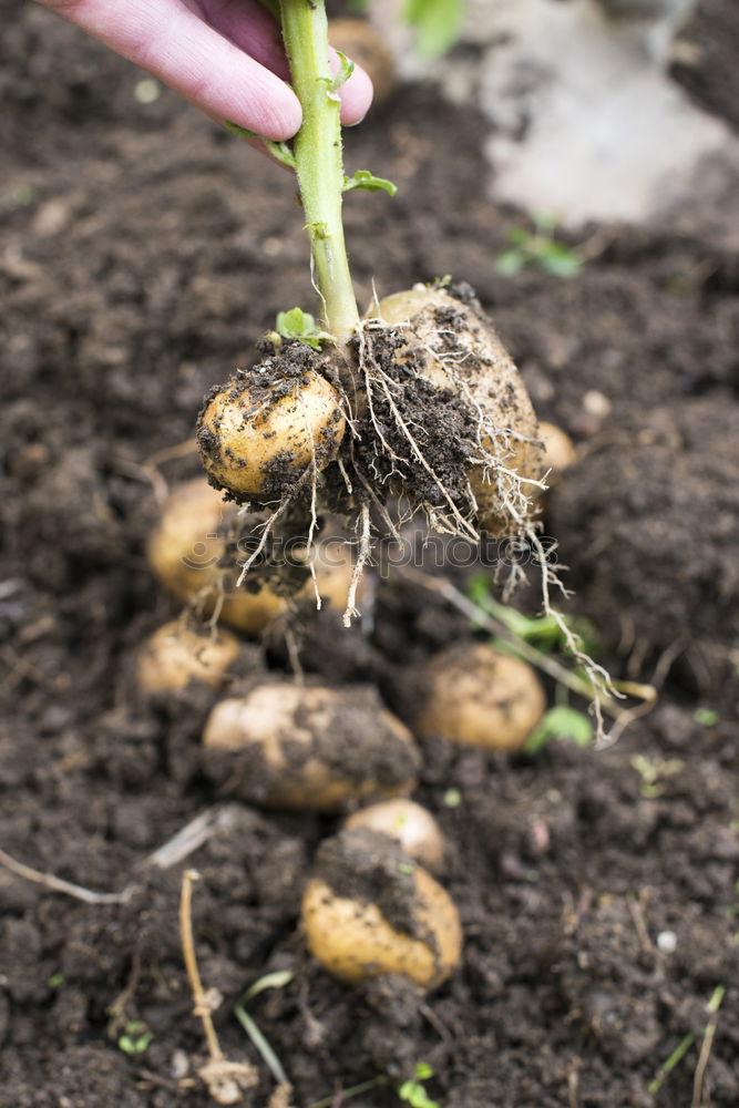 Image, Stock Photo Digging of ripe potatoes