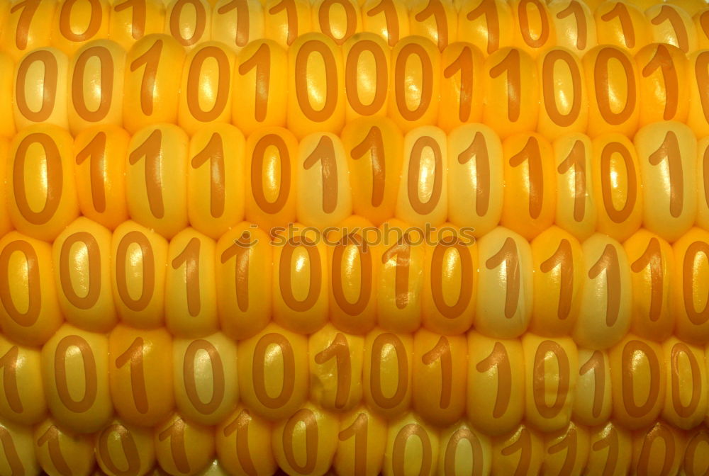 Similar – maize Maize Corn cob