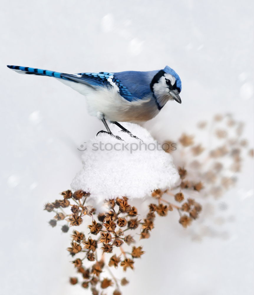 Jay in the snow