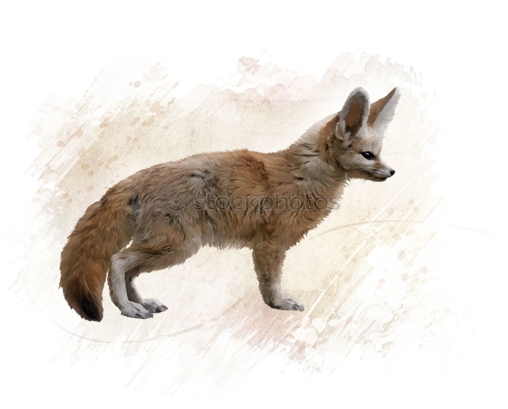 Similar – Image, Stock Photo Fox on a rock a foggy day