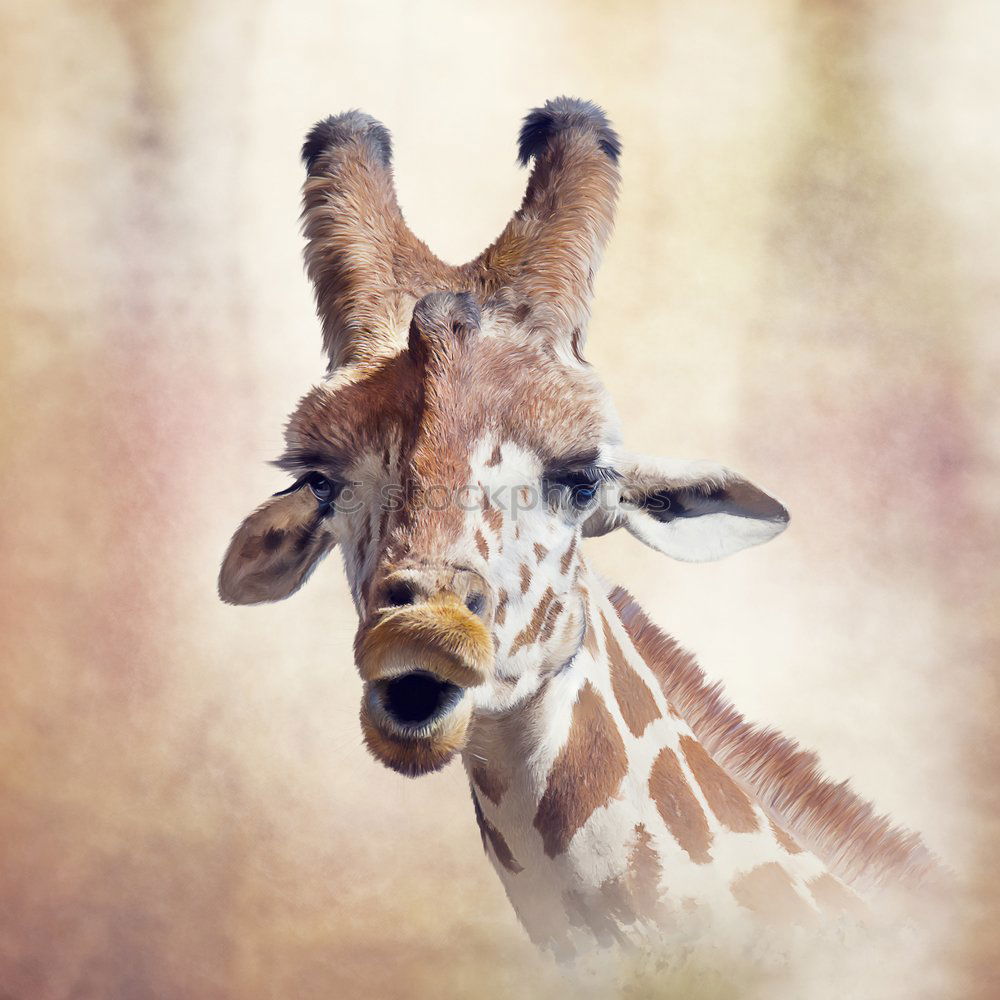 Similar – Wild African Giraffe Portrait