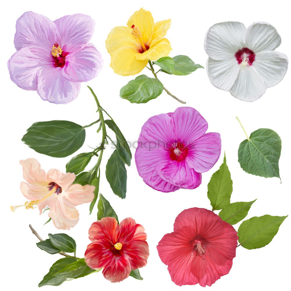 Similar – Image, Stock Photo Petunia, Pitunia, Surfina