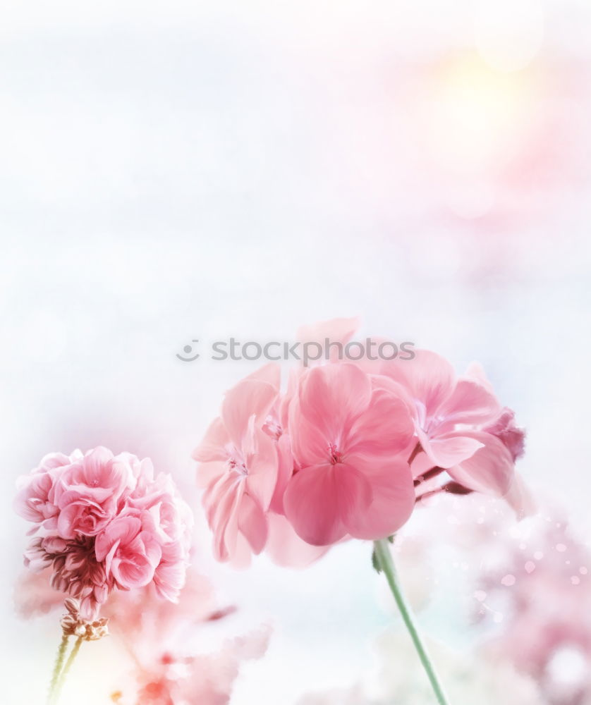 Similar – Flower background in pastel shade