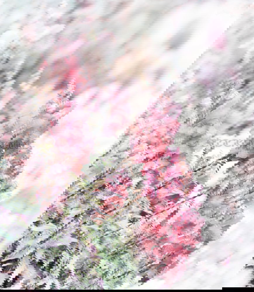 Similar – Image, Stock Photo Vintage flower Nature