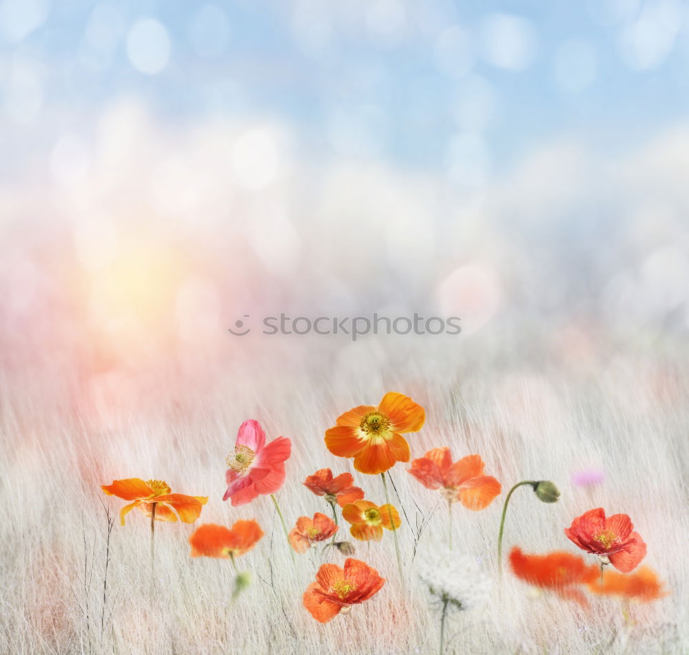 Similar – red poppy Relaxation Calm