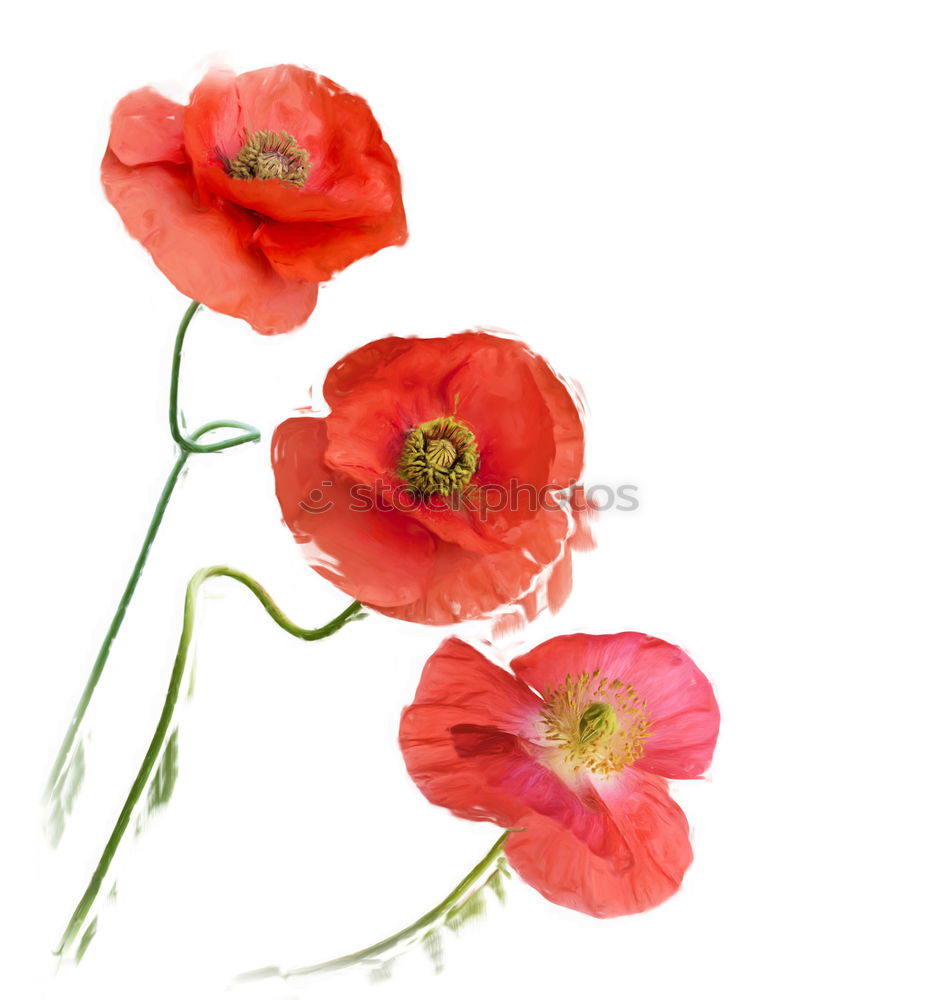 Similar – Kunstmohn Blume Mohn