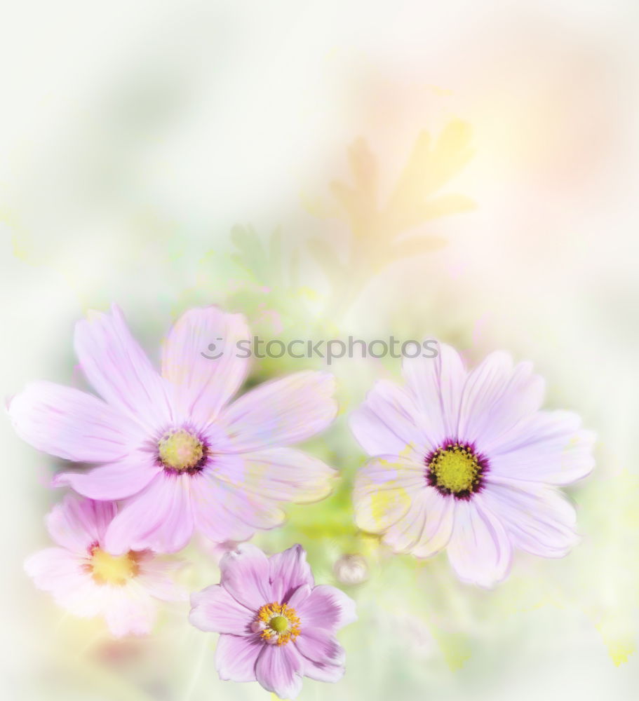 Similar – Image, Stock Photo White flowers on a blossom cherry tree with soft background