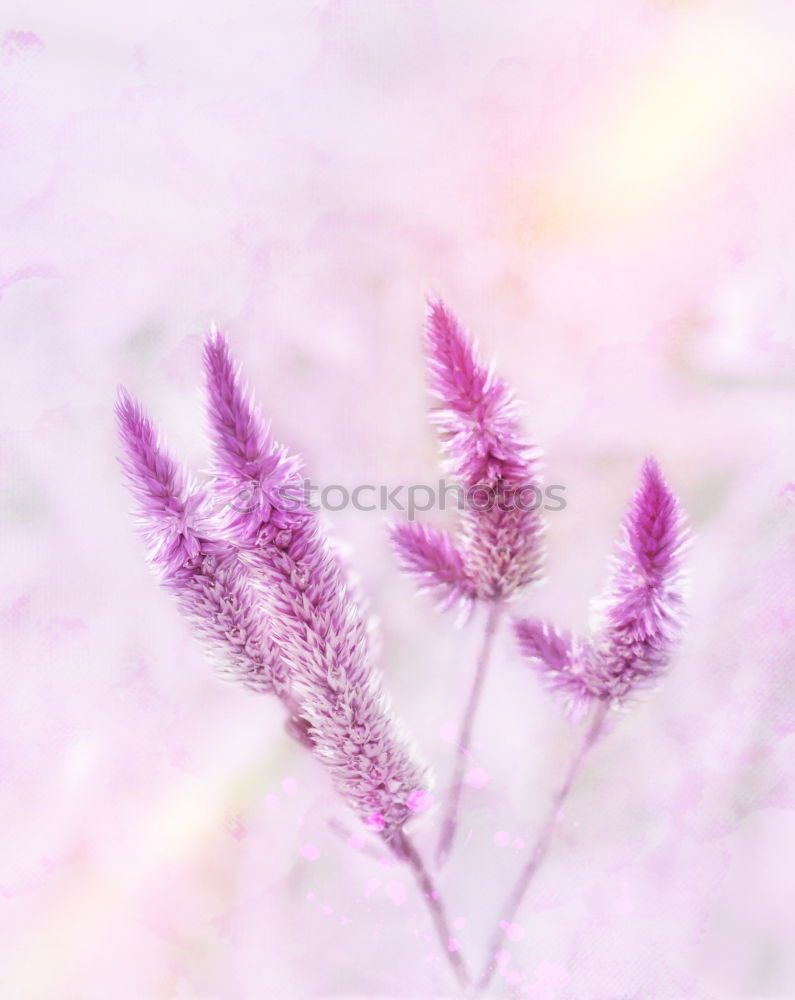 Similar – Image, Stock Photo PINk Nature Plant Flower