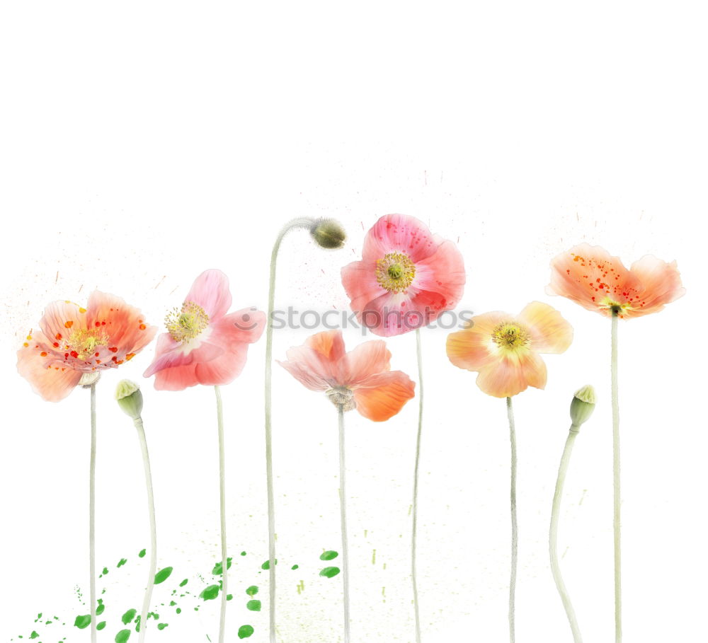 Similar – Colorful beautiful garden flowers selection