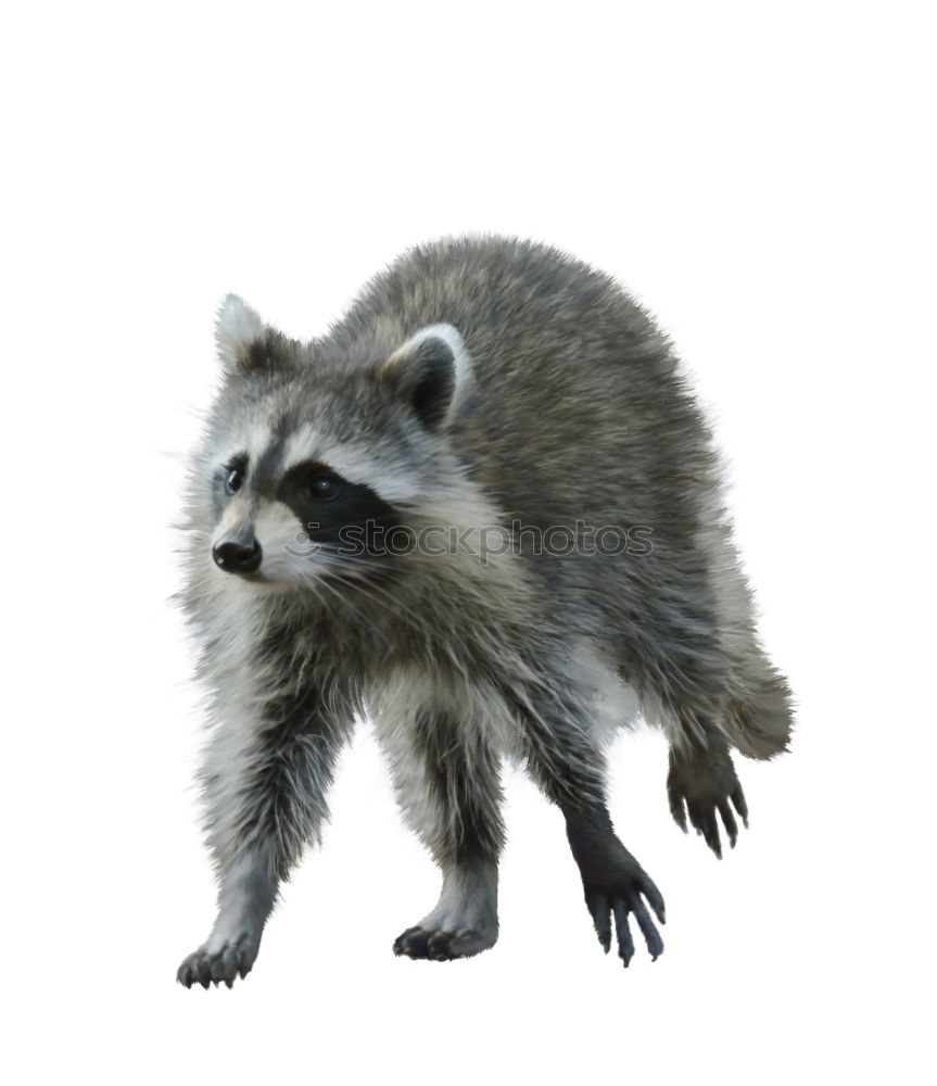 Similar – raccoon Animal Wild animal