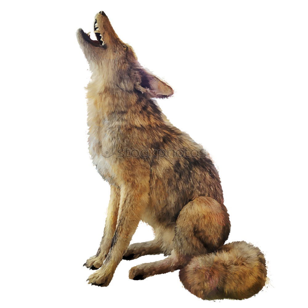 Similar – Image, Stock Photo Fox on a rock a foggy day