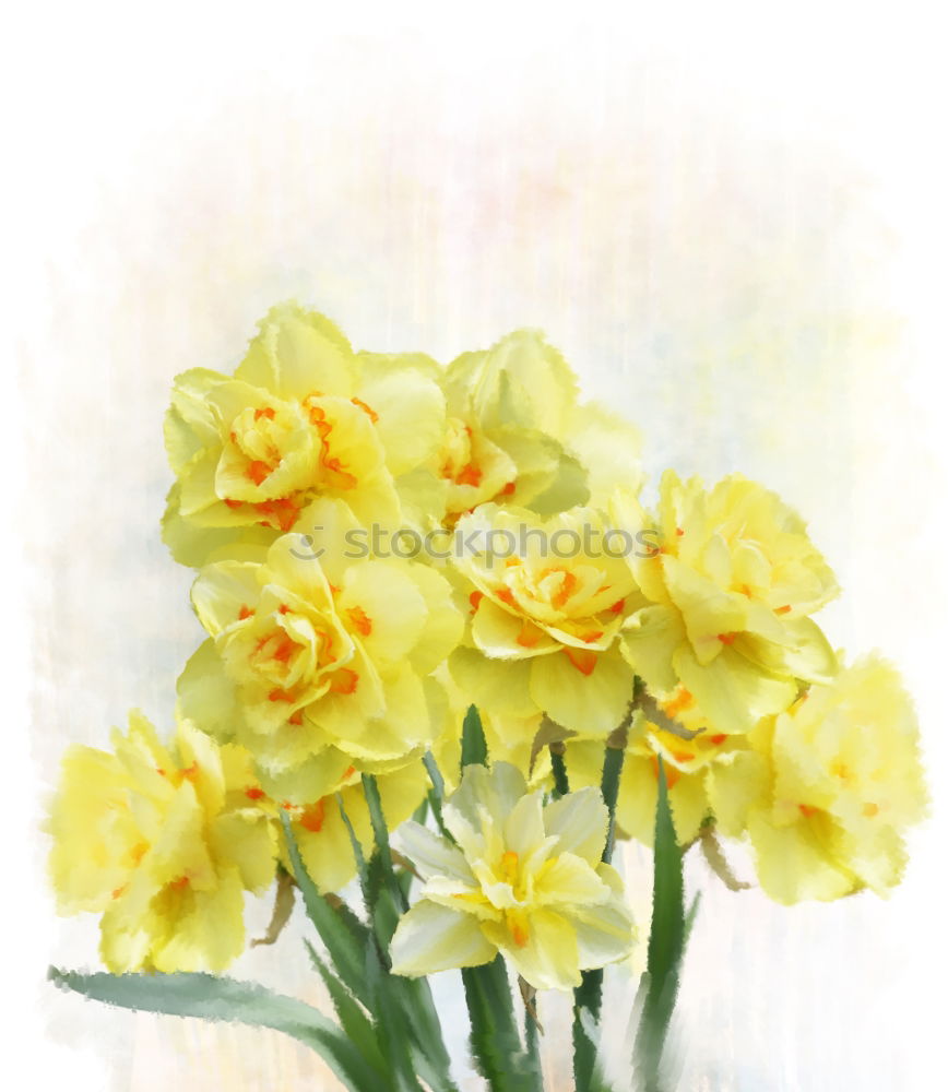 Similar – Daffodil flowers