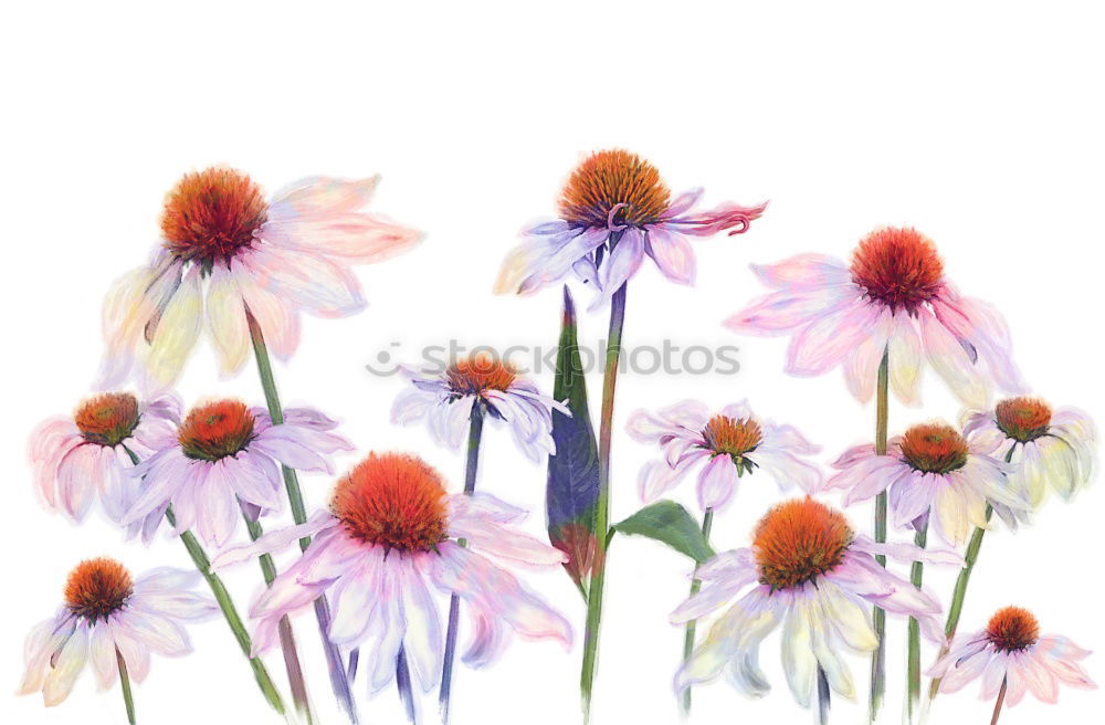 Similar – Image, Stock Photo Blue white striped primrose