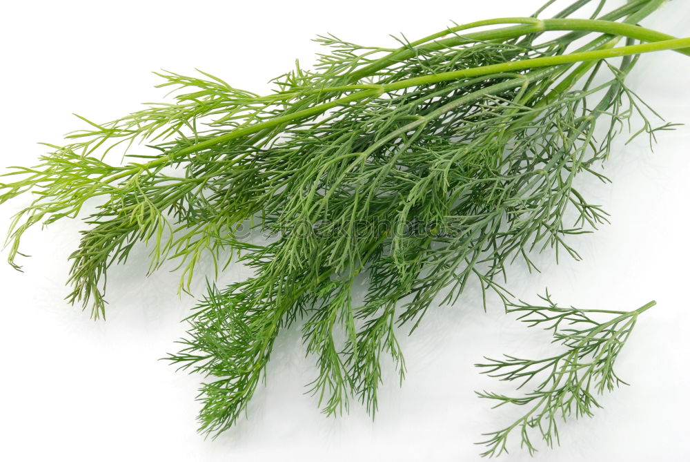 Similar – rosemary Food