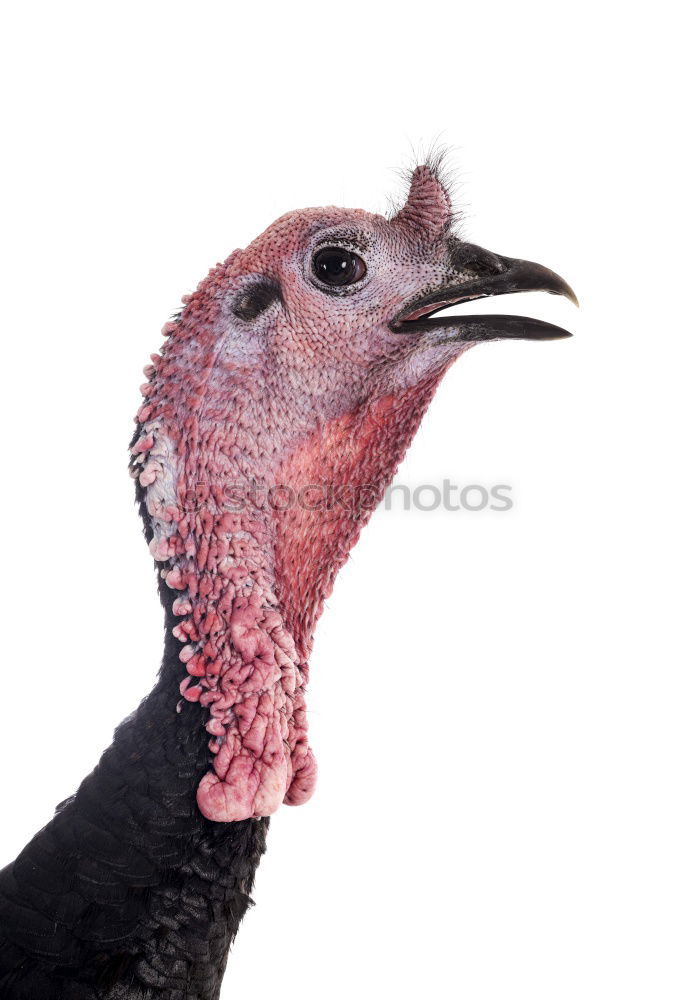 Similar – Image, Stock Photo Common Turkey Environment