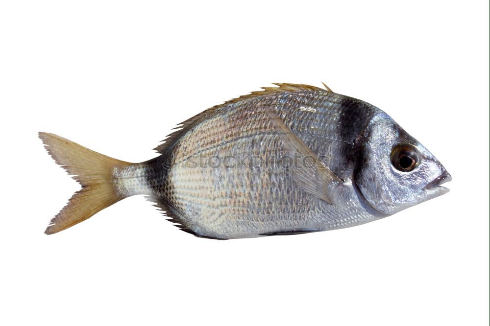 Similar – Image, Stock Photo Redfish in a wooden bed