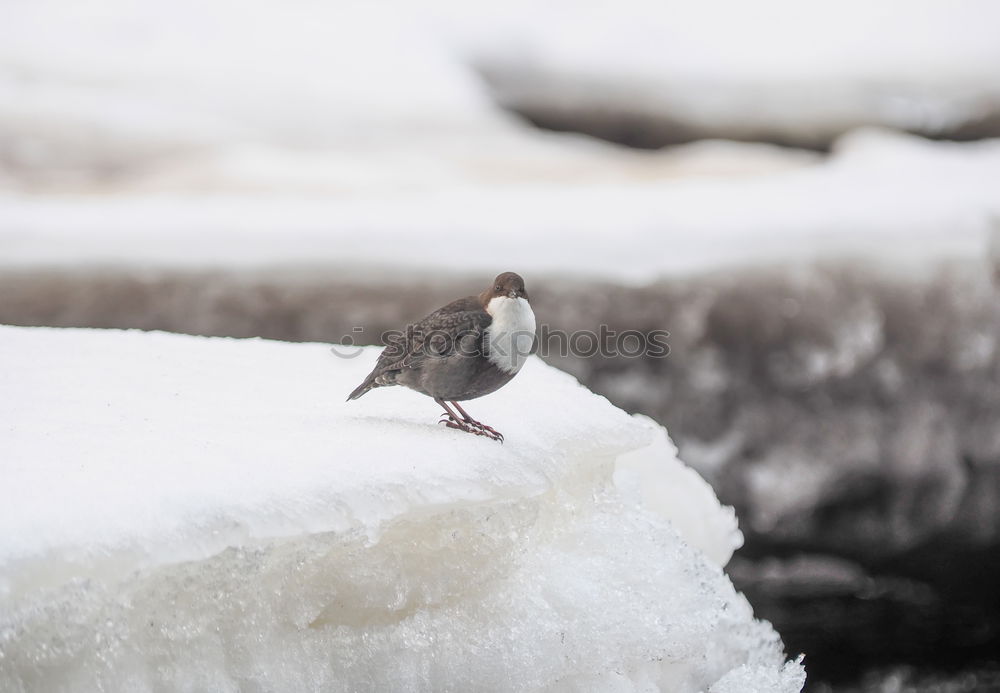 Similar – Image, Stock Photo Mouse on handle Nature