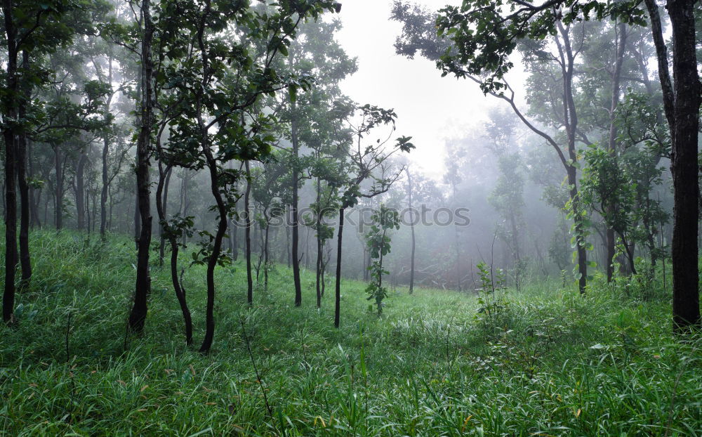 Similar – pinaceae II Tree Forest