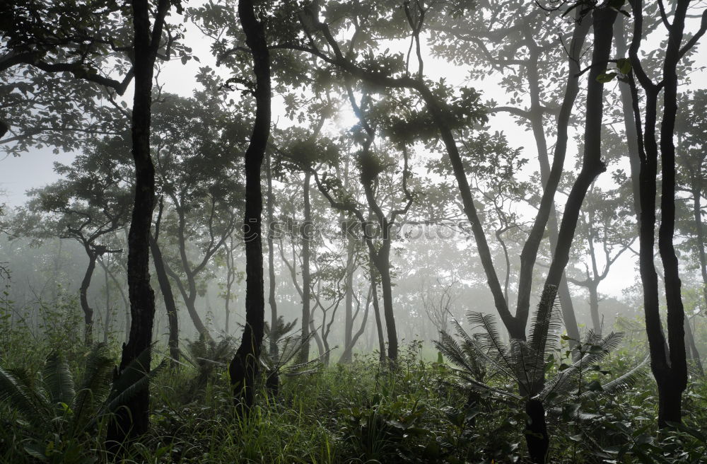 Similar – pinaceae II Tree Forest