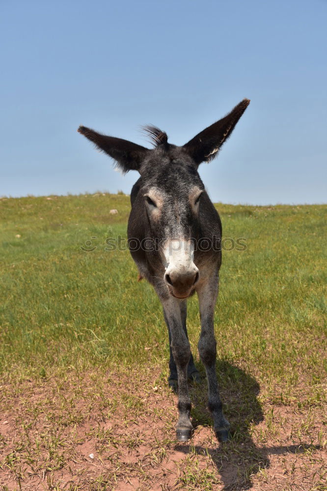 Similar – Image, Stock Photo floppy ears Animal