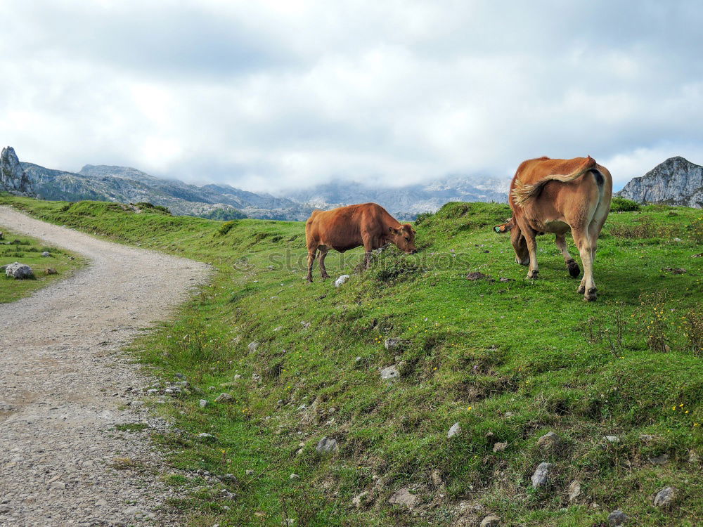 Similar – Image, Stock Photo Pitztal young cattle