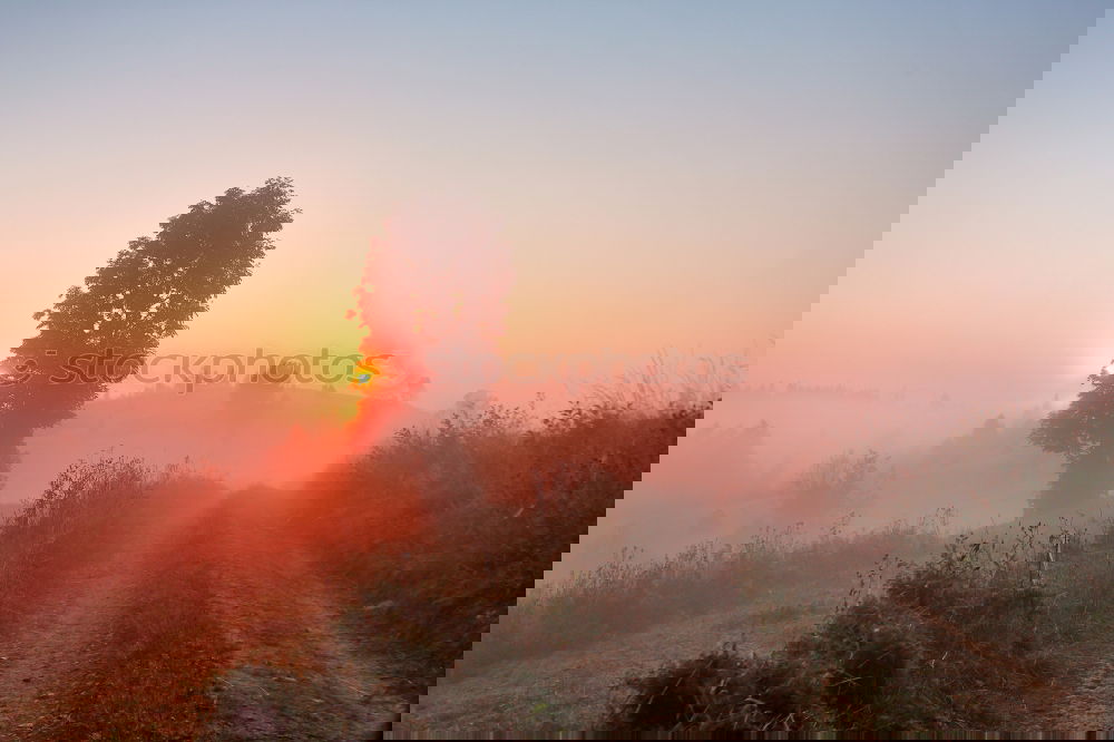 Similar – Image, Stock Photo Morning walk in rural environment