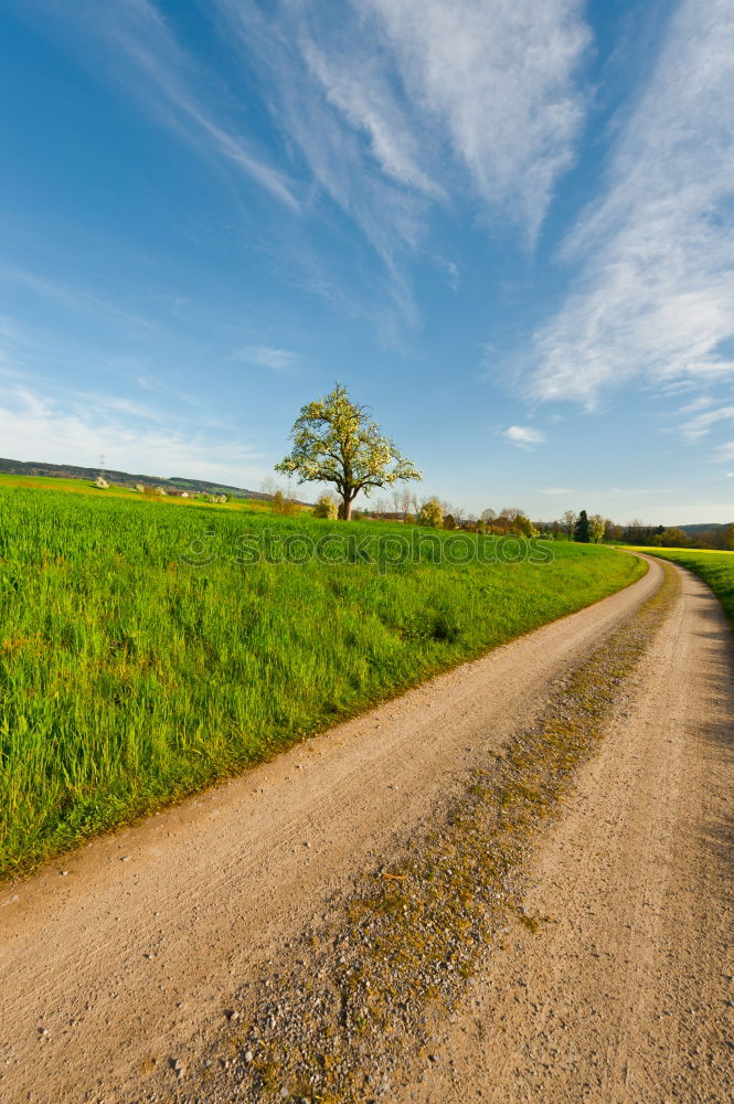 Similar – Sun at the end of a lonely street with a tree