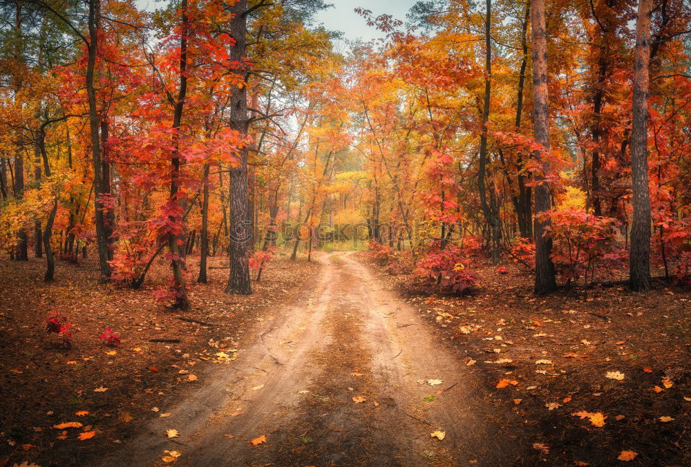 Similar – Image, Stock Photo Beautiful autumn forest in the Harz Mountains