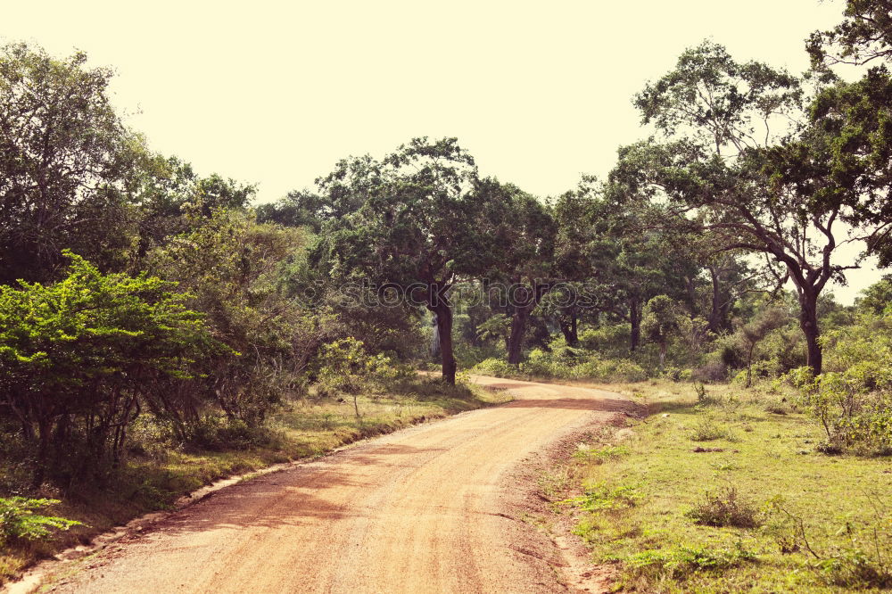 Road on Kangaroo Island