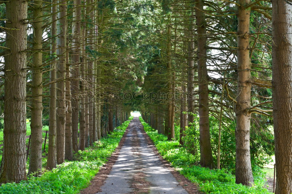 Similar – Image, Stock Photo A long way home through a springtime forest